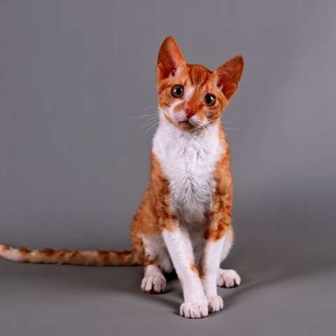 Фото Уральского Рекса