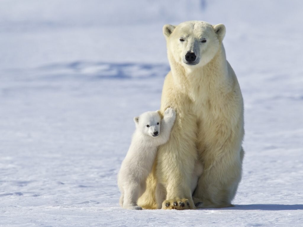 Фото из Сети.