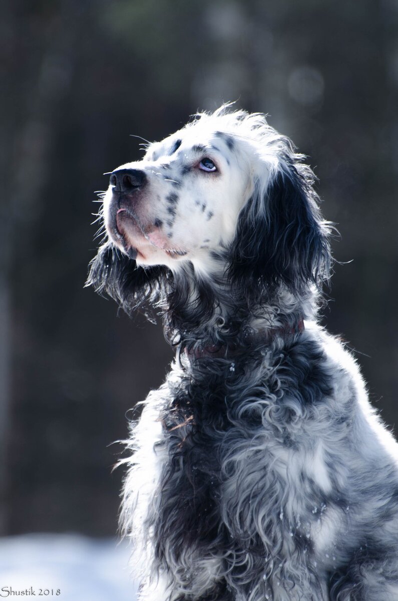 Моя девочка! Я очень скучаю. До сих пор все еще кажется, что за дверью домой меня встретишь ты. Фото Анастасии Шустик. 