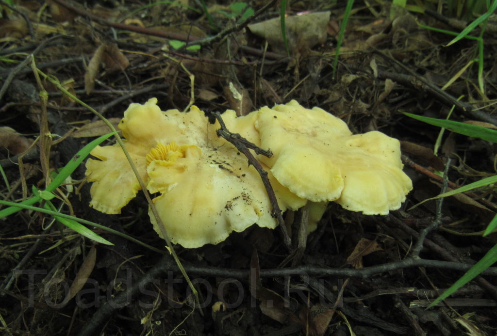 Неяркие они под нашими липами. А что делать - не раскрашивать же в фотошопе? (фото И.Лебединского)