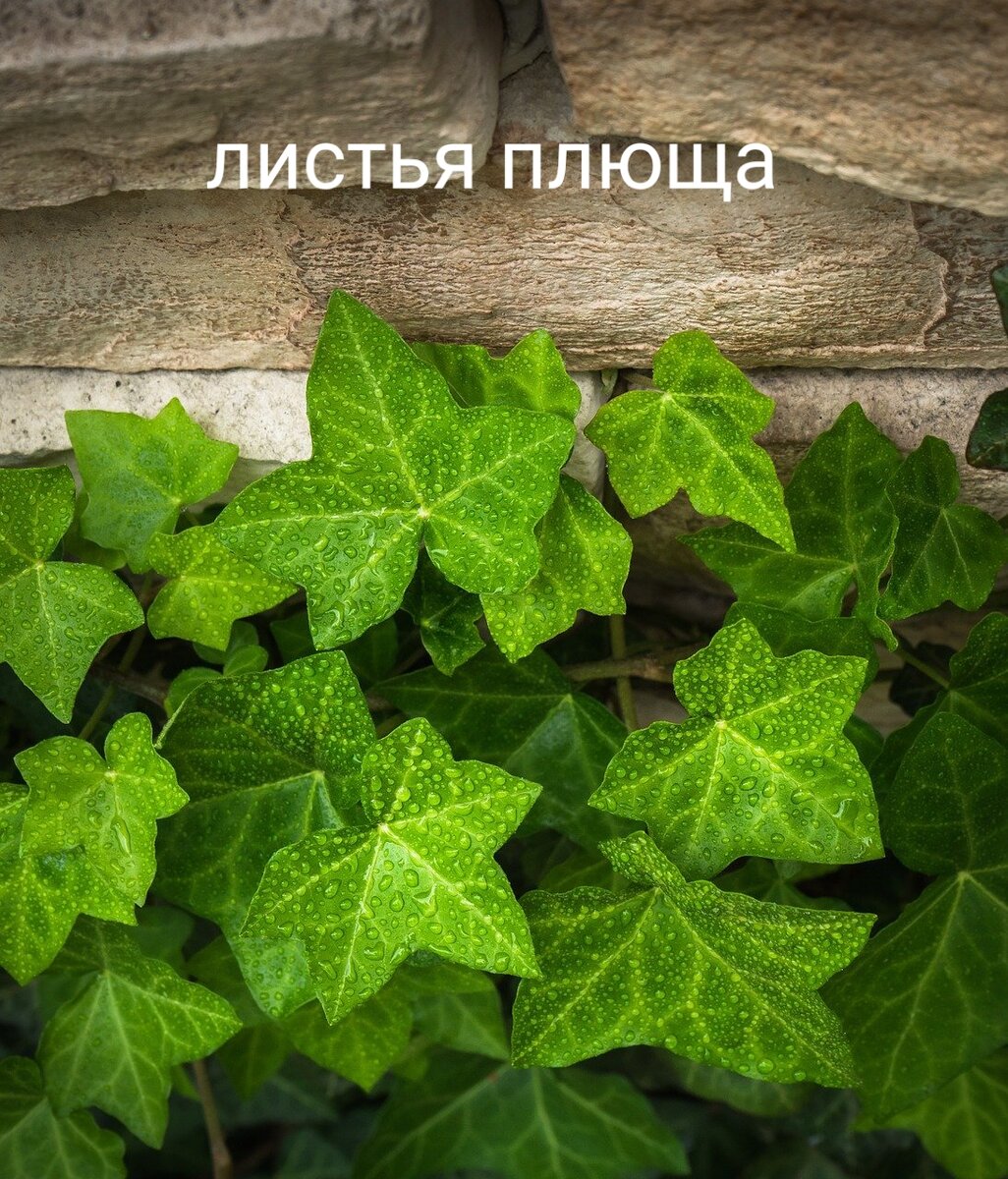 Фото из сети