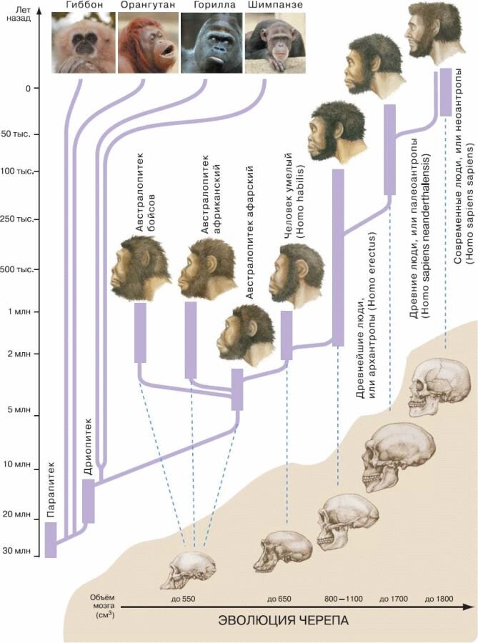 Мое перерождение в древо эволюции 181. Эволюционное Древо человека. Генеалогическое Древо человека. Эволюционное Древо приматов. Современная дерево эволюции человека.