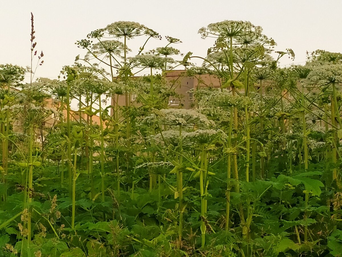 Борщевик ядовитое растение ожоги. Борщевик сосновского ожоги. Борщевик шерстистый. Борщевик сосновского. Гигантский борщевик сосновского.