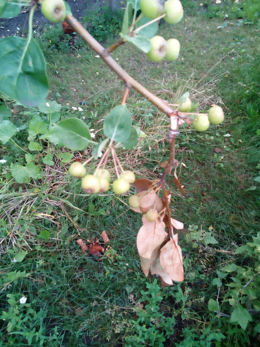 Ранетки, которые уже не созреют.