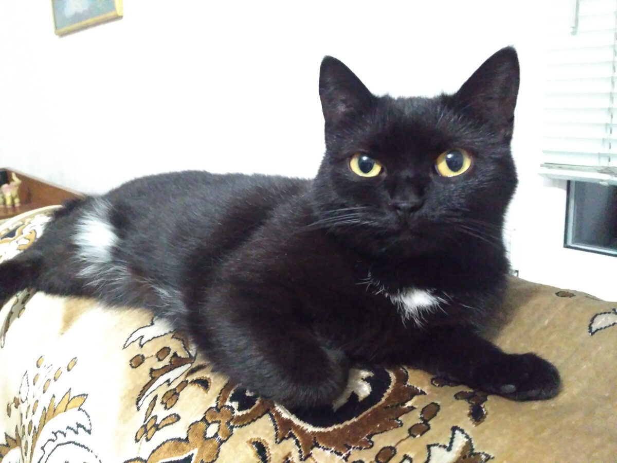 - Я уклюжая! Наговаривают тут про меня.