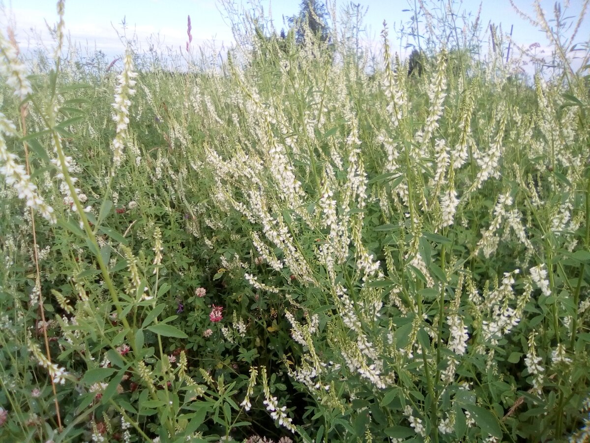 Р”РѕРЅРЅРёРє Р±РµР»С‹Р№ Melilotus Albus