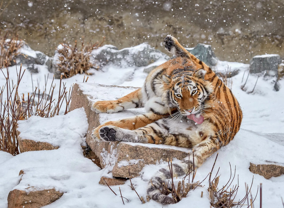 Королевские бубенцы требуют королевского ухода! 
