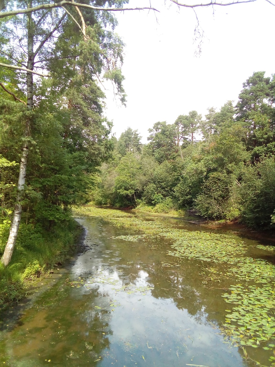 Река Сестра.