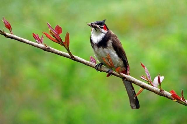 Экзотические птицы — любимчики птицеводов.