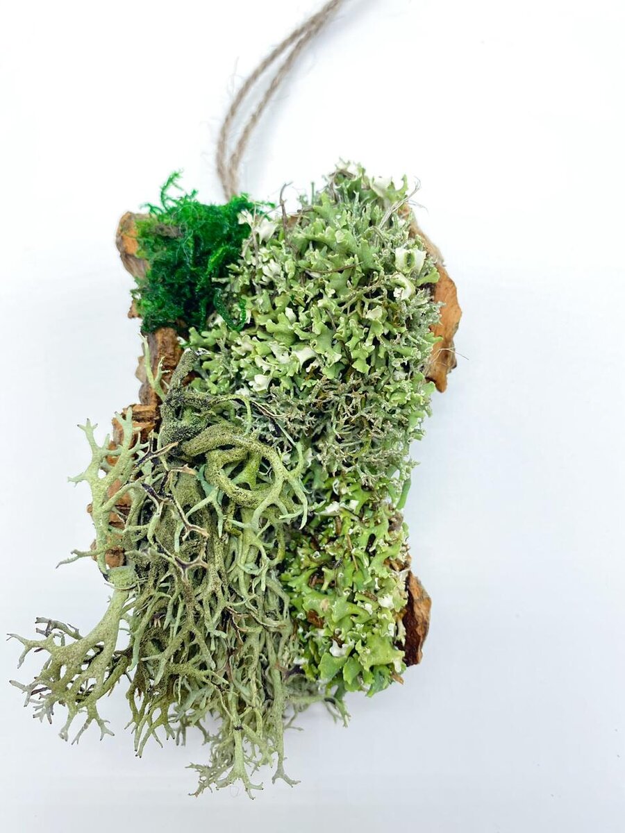 Ароматизатор из цетрарии