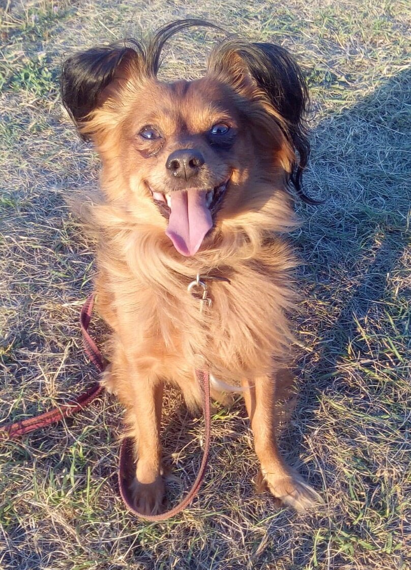 Собаку можно успокоить разными способами, все зависит от ситуации.