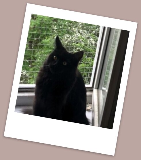 Та самая моя сетка-"антикошка". Я довольна, кошка - нет.