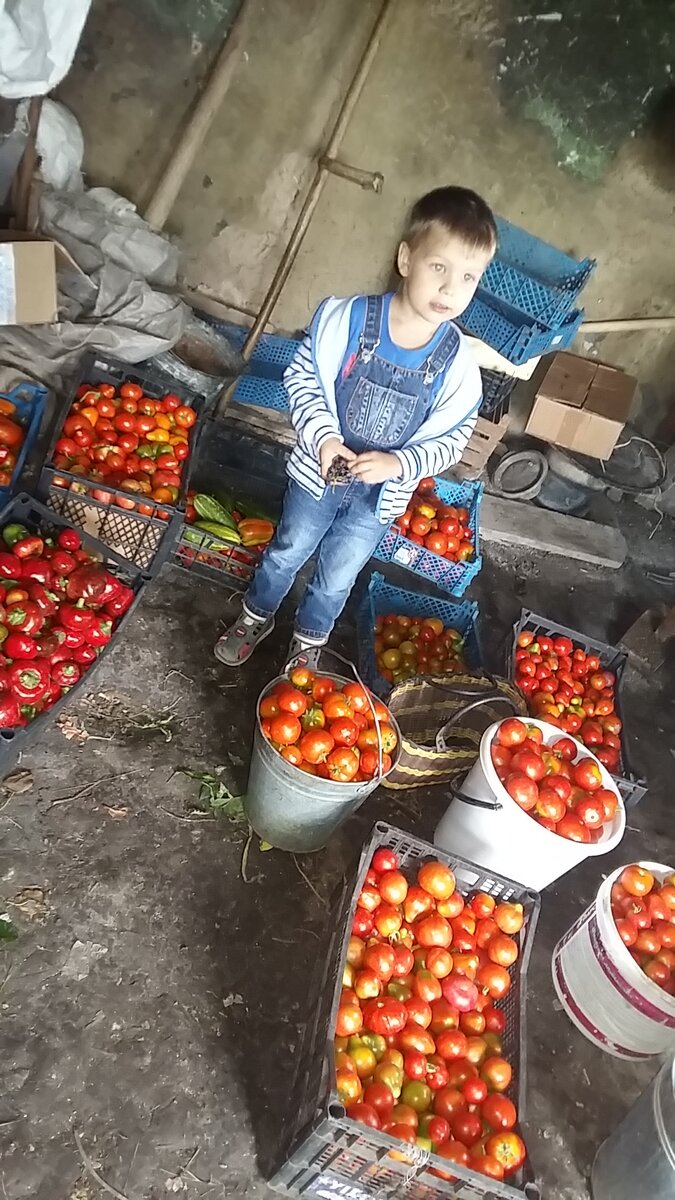 На фото еще не все помидоры и перцы.