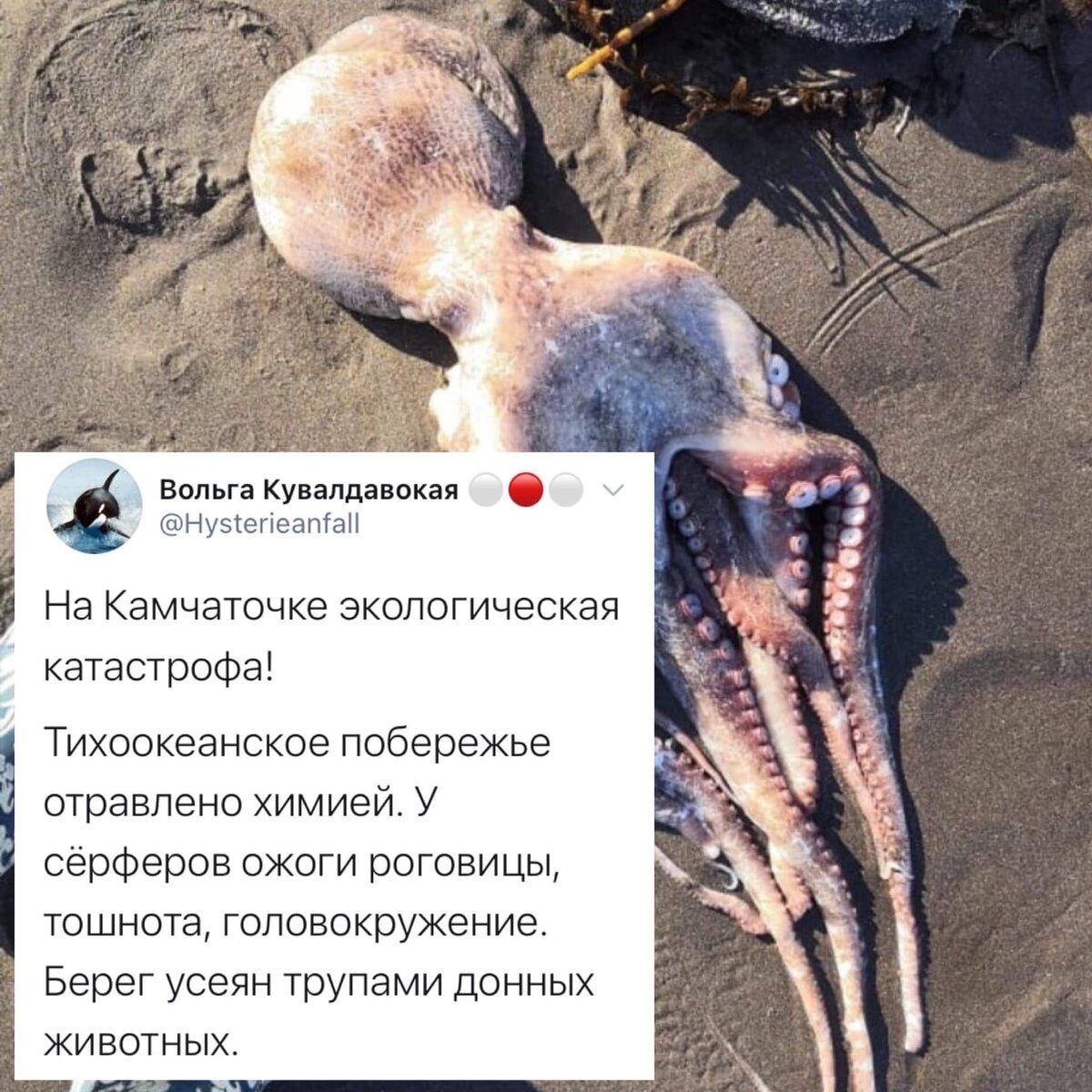 Один из первых твитов по поводу ситуации на Камчатке.