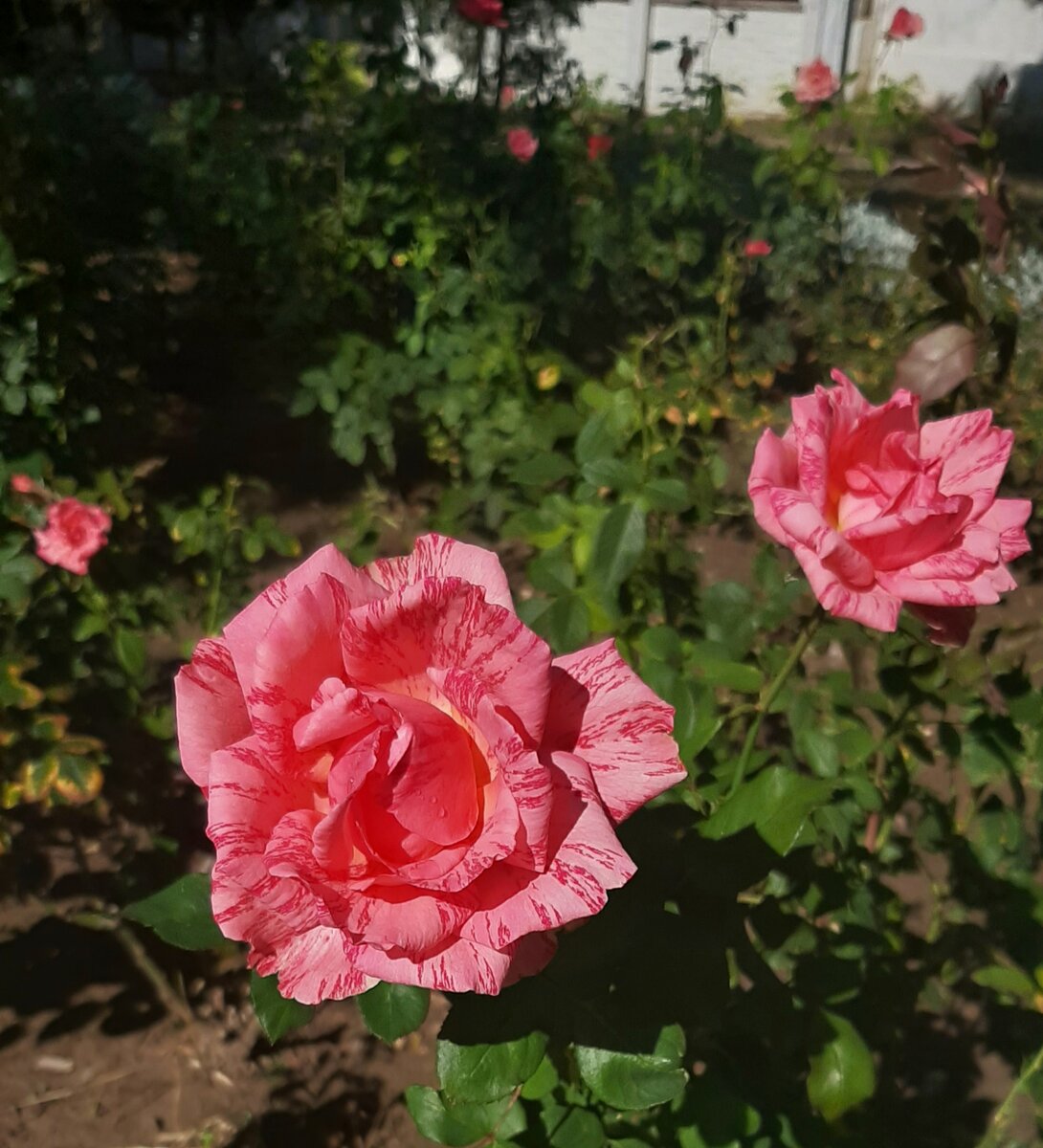 Не уверена, но думаю, это Пинк Интуишн. Ч/г роза Евпатории. Октябрь 2020