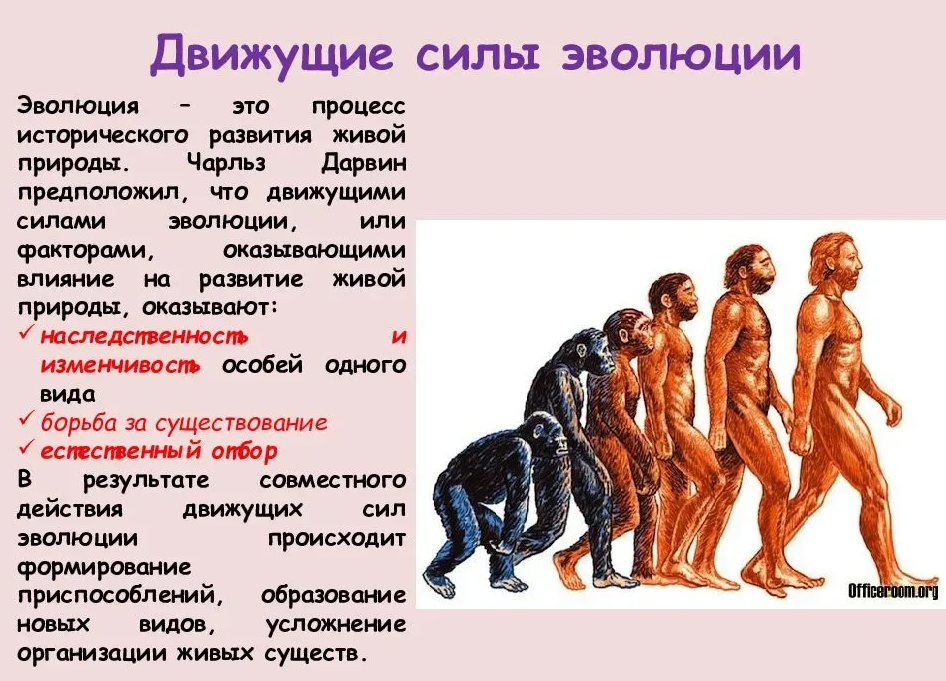 Примеры современных людей. Движущие силы эволюционной теории Дарвина. Эволюция современного человека. Этапы эволюционного развития человека.