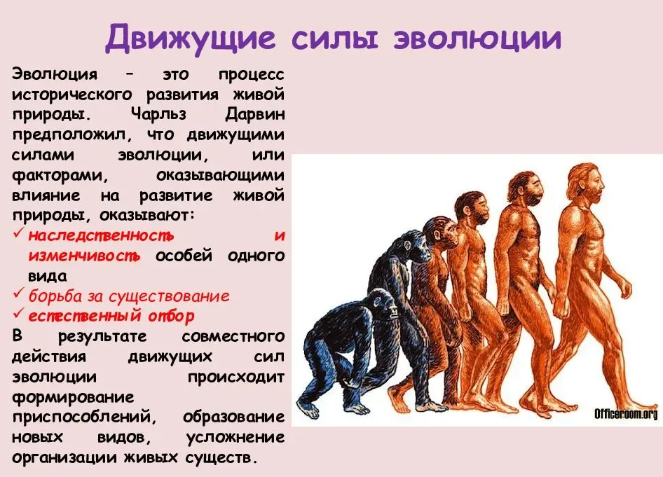 Почему развитие человека. Движущие силы эволюции Дарвина. Движущие силы эволюционной теории Дарвина. Чарльз Дарвин о причинах эволюции животного мира. Эволюция животного мира по Дарвину