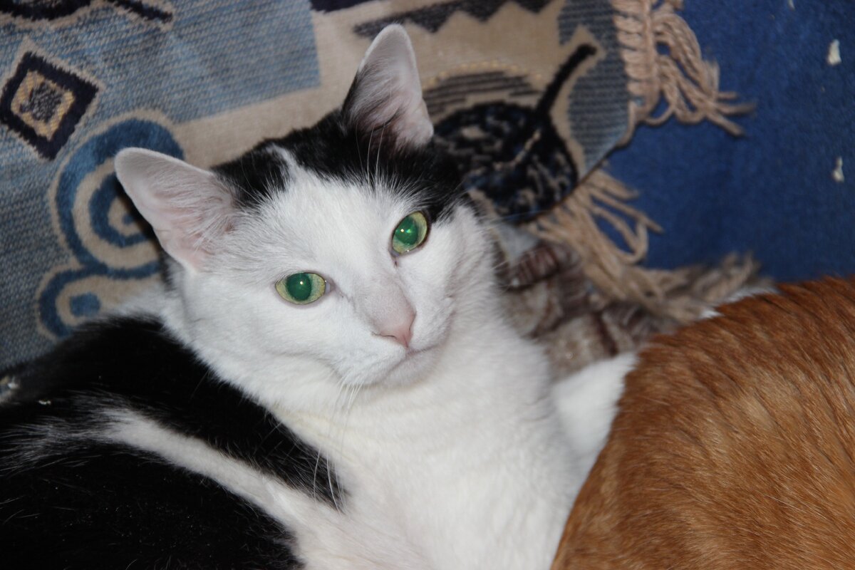 кот Лаврентий. Фото с забытой флешки