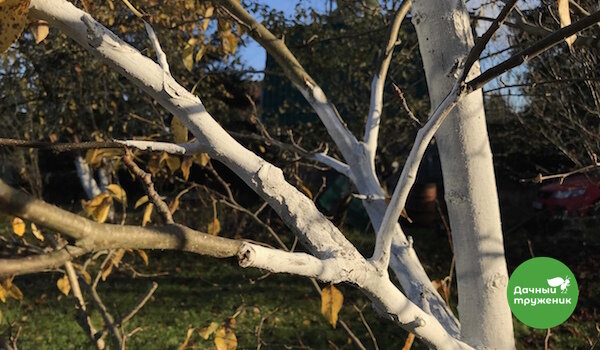 Фото: Дачный труженик