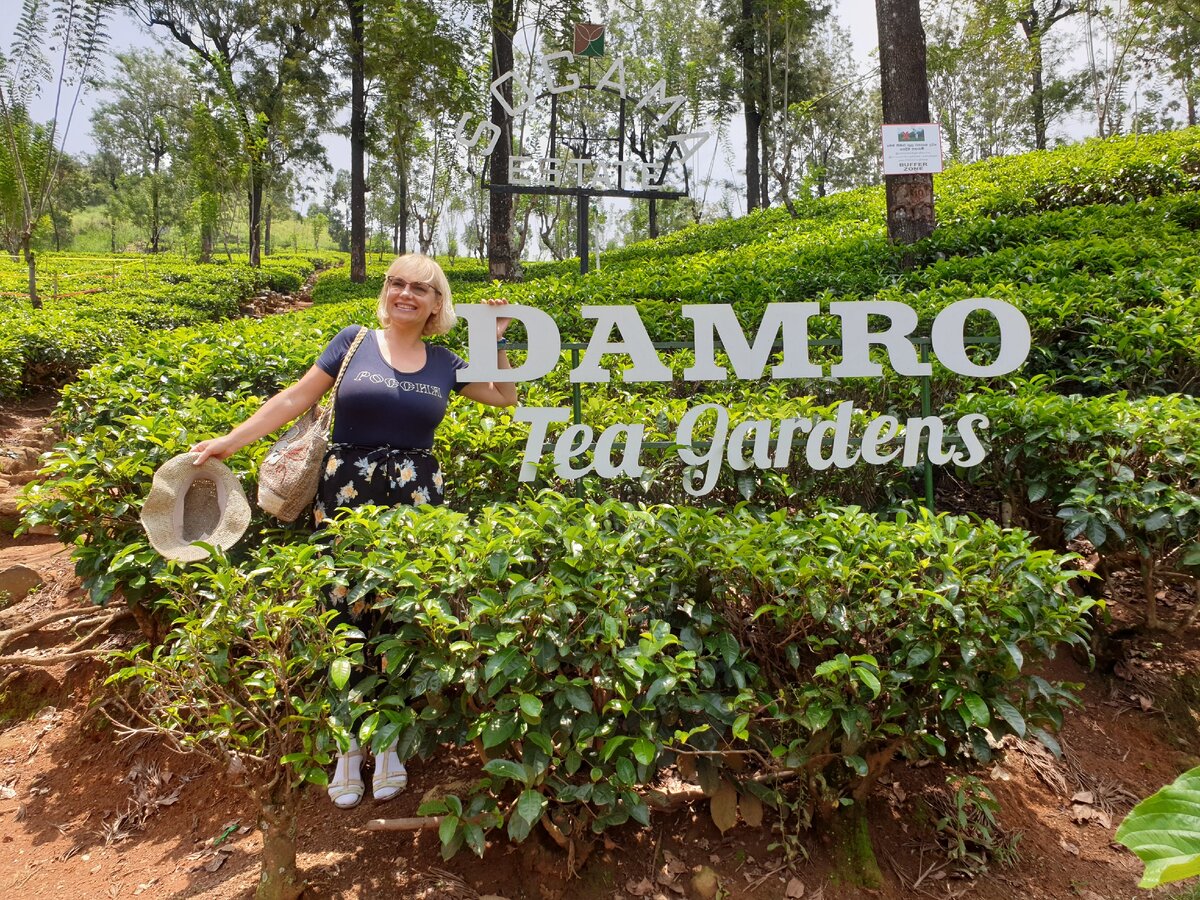 Чайные плантации, остров Цейлон, Шри-Ланка, апрель 2019