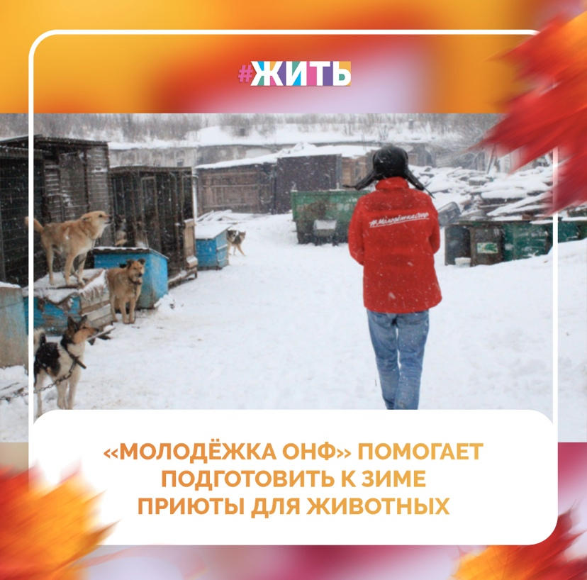Участники региональных команд «Молодёжки ОНФ» продолжают помогать приютам для бездомных животных. Помимо доставки корма и уборки территорий, сегодня основной упор в работе ребят – подготовка вольеров и будок к зиме💪 
Пандемия коронавируса стала испытанием не только для людей, но и для приютов бездомных животных. Как признаются руководители и волонтеры таких учреждений, в последнее время увеличилось число желающих отдать собаку в приют, а объемы помощи от населения уменьшились. В ответ на это, участники «Молодёжки ОНФ» стали чаще навещать их и брать под свое шефство🤗

В Ленинградской области команда «Молодёжки ОНФ» помогает приюту «Теремок» в Гатчинском районе. Сегодня в нем живут более 270 собак и 30 кошек. И на такое количество животных приходится всего два сотрудника, поэтому приюту регулярно требуется помощь😔

На днях приют «Теремок» посетил трудовой десант в лице 21 участника ленинградской команды «Молодёжки ОНФ». Ребята собрали и складировали в пункт утилизации и хранения твердых отходов более восьми кубометров использованных опилок, столько же свежих опилок застелили животным. Расчистили территорию приюта и убрали 50 вольеров для собак🐶

Во многих регионах страны у «Молодёжки ОНФ» есть подшефные приюты для бездомных животных. Участники команды регулярно приезжают туда, чтобы помочь с уборкой, построить новые и привести в порядок старые вольеры. Также они привозят сухие корма и средства гигиены для четвероногих друзей🙌

Спасибо ребятам за их бесконечно доброе сердце и  заботу о животных🙏

#жить #проектжить
