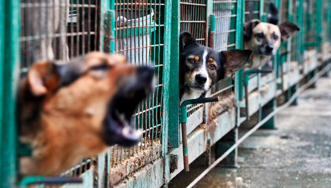 Фото из открытых источников. 