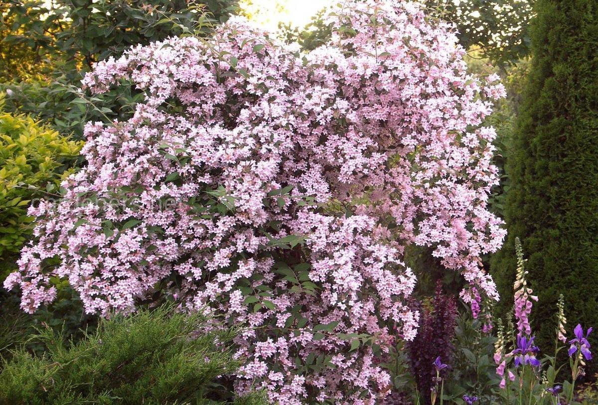 Кустарник кольквиция фото