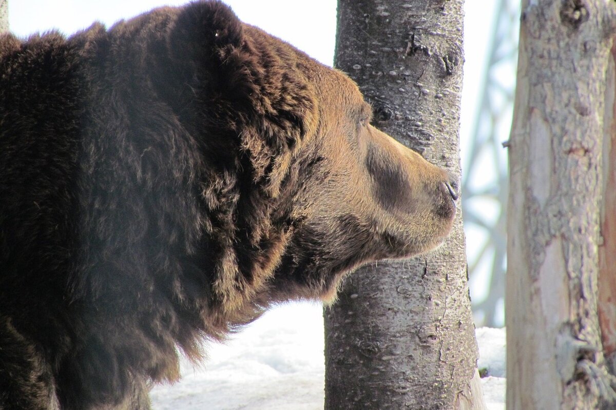 Мишка косолапый по лесу идёт... фото https://pixabay.com/ru/