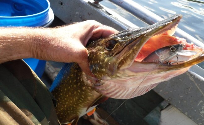 Щука на копию Rerange 130SP от Биркинг