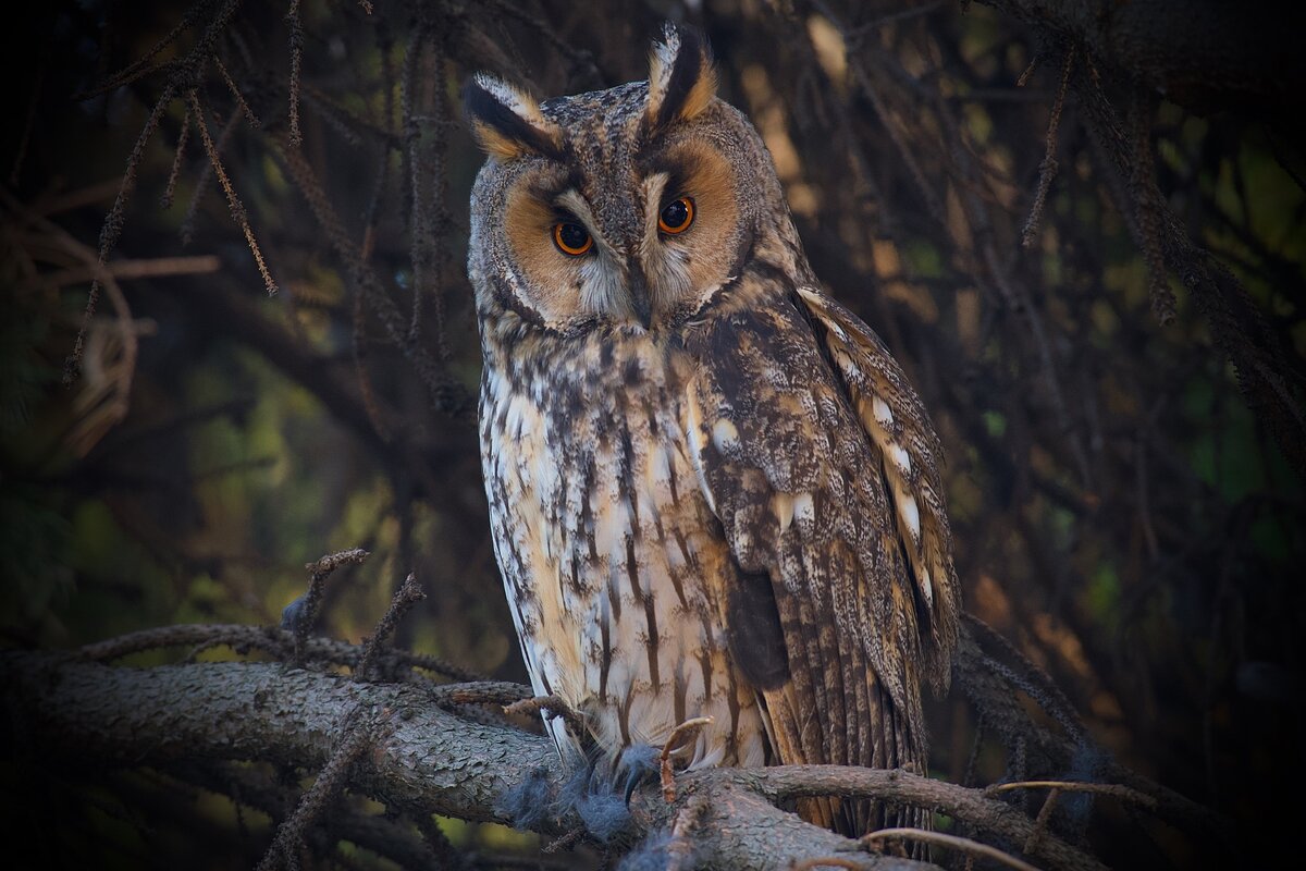 Ушастая сова.