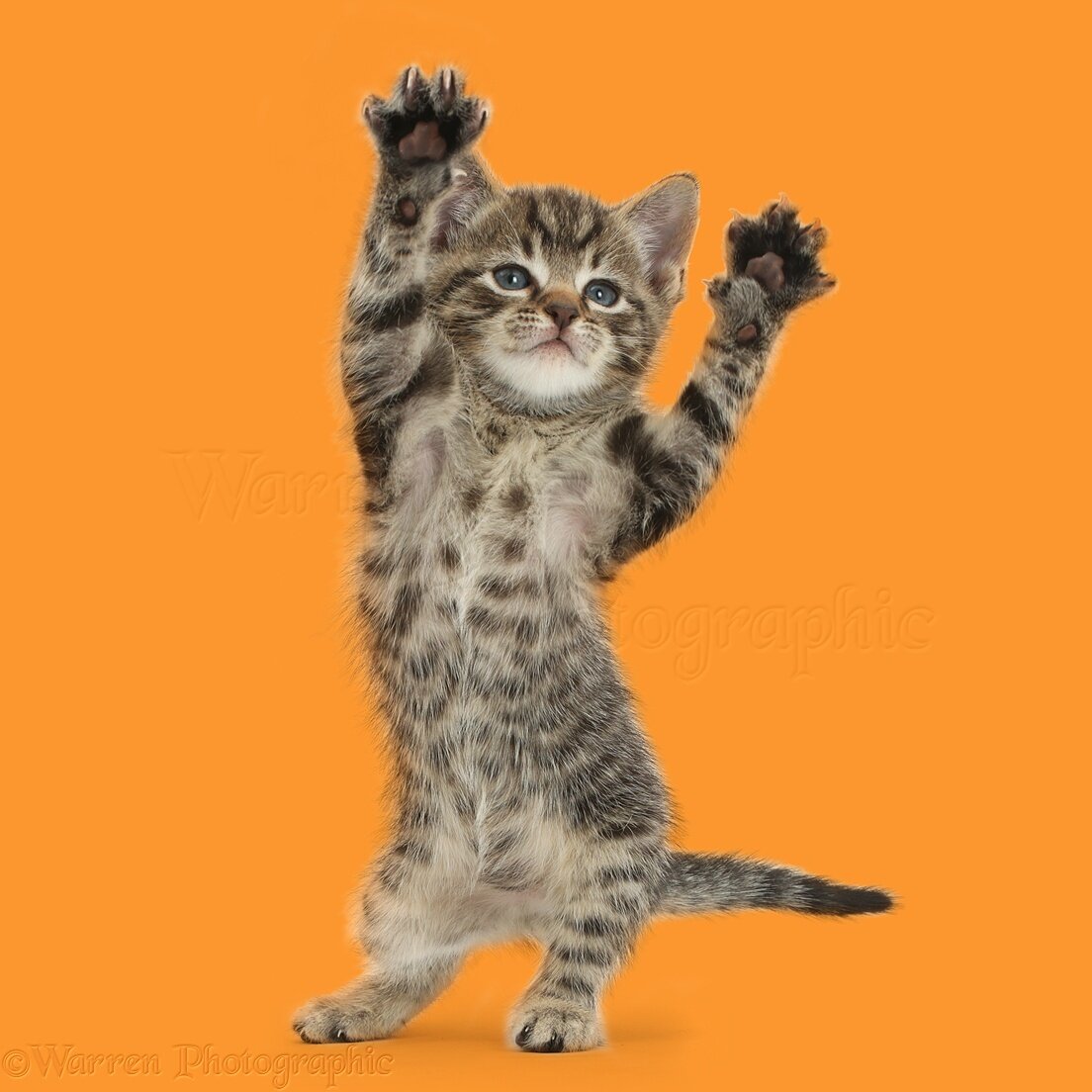Dancing kitty 