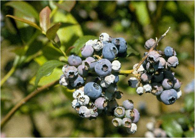 Голубика высокорослая Pink Blueberry (