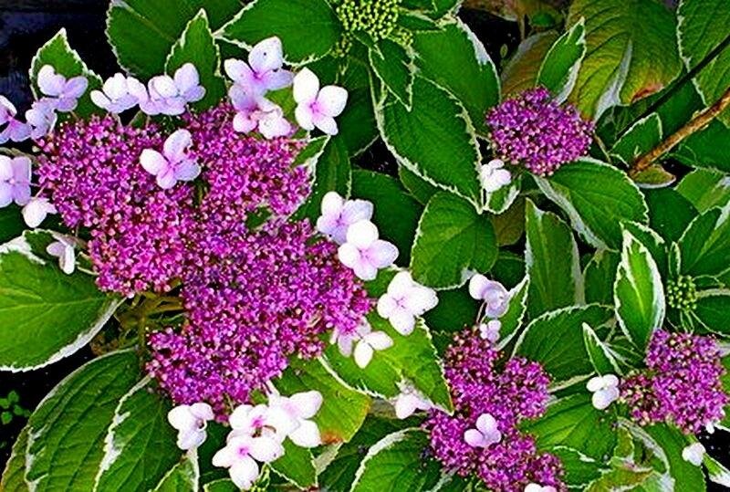 Гортензия Триколор