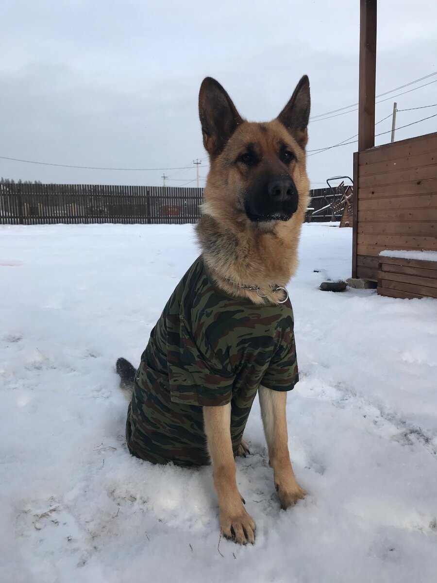 Вот такой вот пограничник)