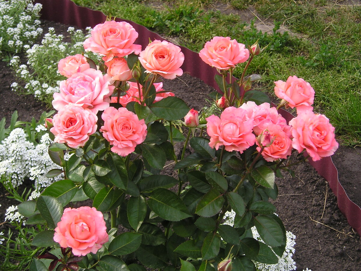 Розы моего сада. Часть 2. Мои приятные воспоминания