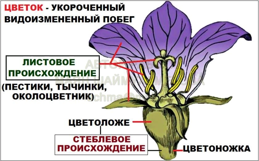 Что цветок является видоизмененным укороченным побегом. Генеративные органы растений. Генеративные органы цветка. Генеративные органы растений цветок. Функции генеративных органов растений.