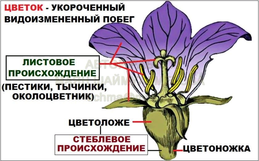 Генеративная масса растений