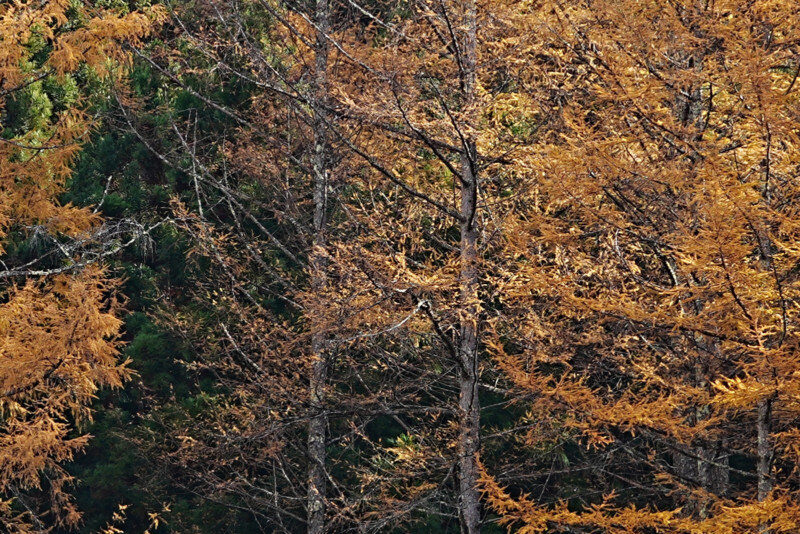 Пример фотографии с Sony Alpha 1: 100% кроп