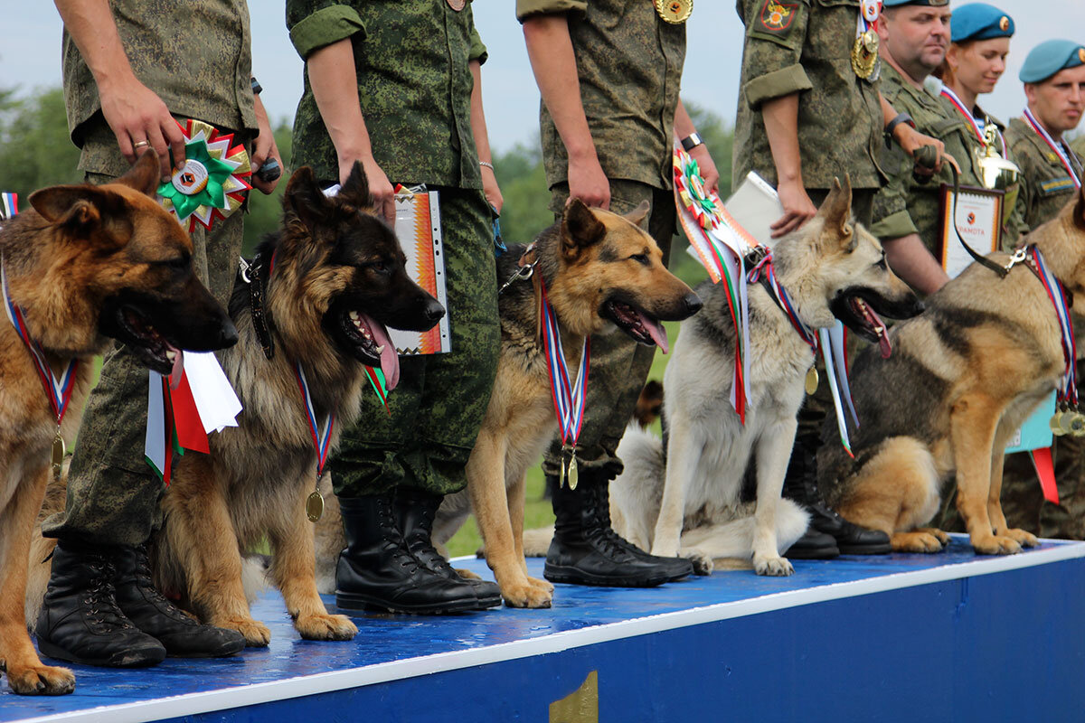 Картинка из свободного доступа. И порола одна из моих любимых - немецкая овчарка