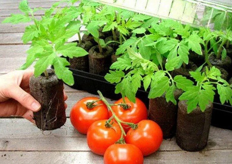 Как сделать рассаду помидоров в домашних. Томат Альгамбра f1. Рассада томатов. Саженцы помидоров. Красивая рассада помидор.