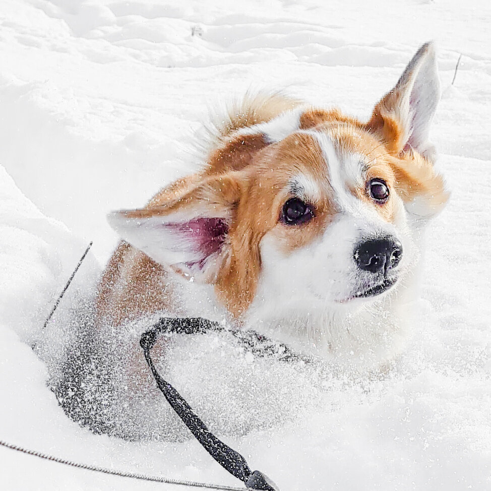 Хлопай ушами и взлетай!