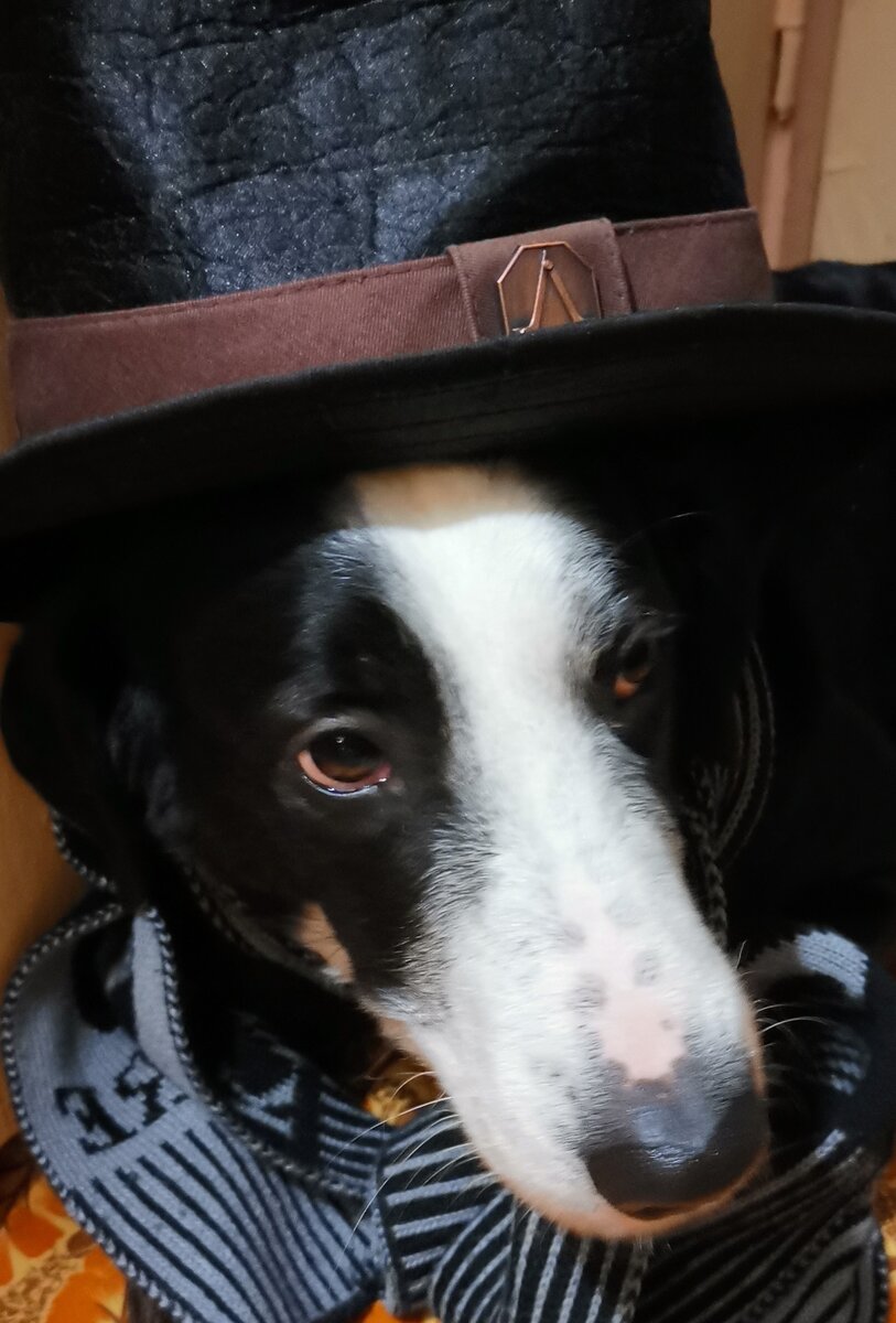 Зитта сегодня с красными глазами, наверно печенье у дочки стащила, у неё после сладкого всегда глаза краснеют.