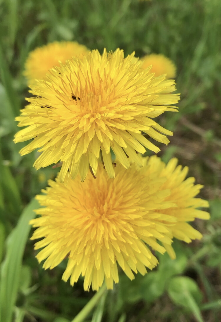 Наши солнечные одуванчики. Фото автора