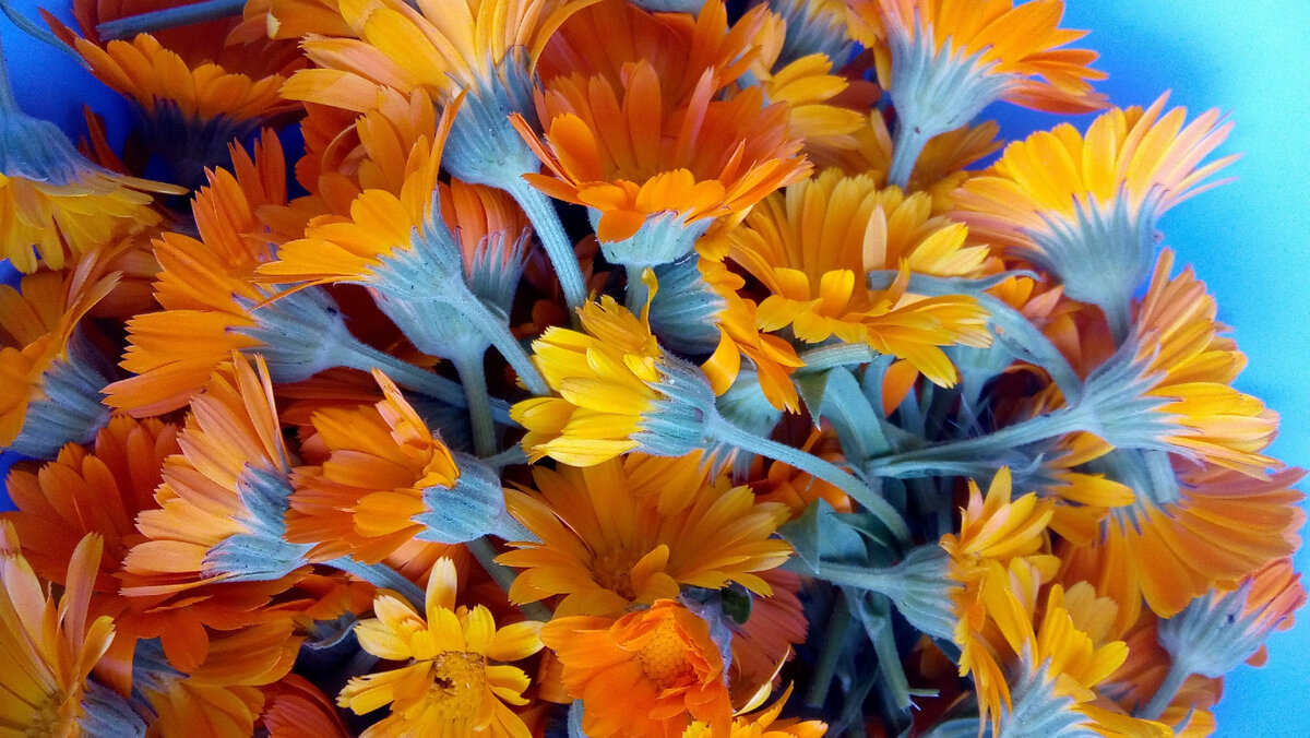 календулу я заготавливаю все лето - сушу для отваров и чаев, но для мази нужны свежие части растения