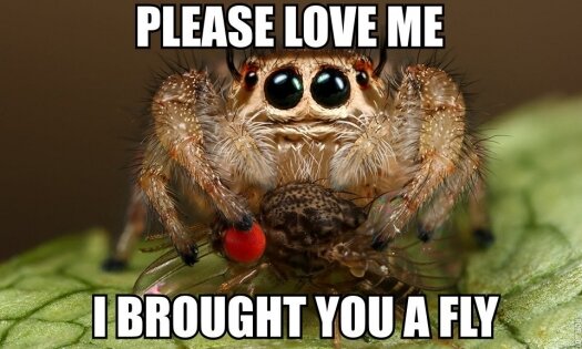 пожалуйста, полюби меня- я принес муху
