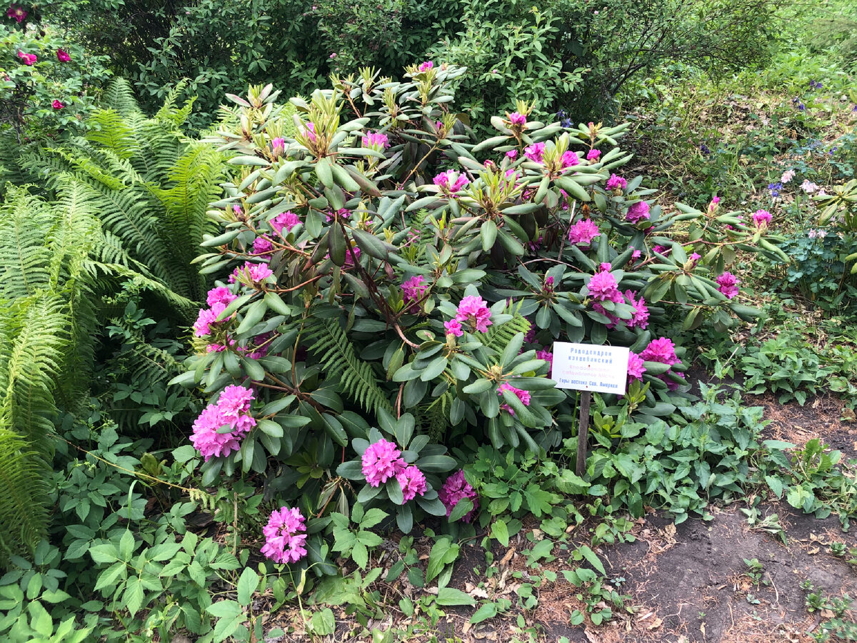 Цветущие рододендроны