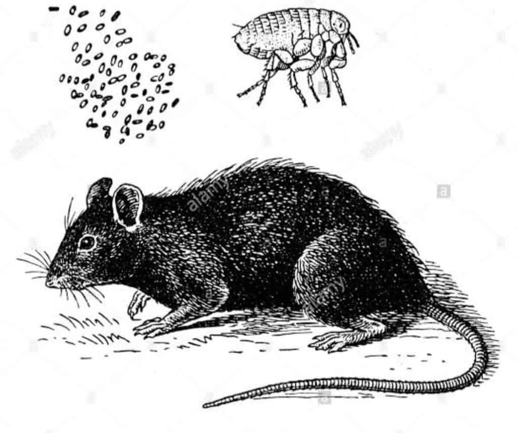 https://thedoctorsdialogue.com/painful-black-death/