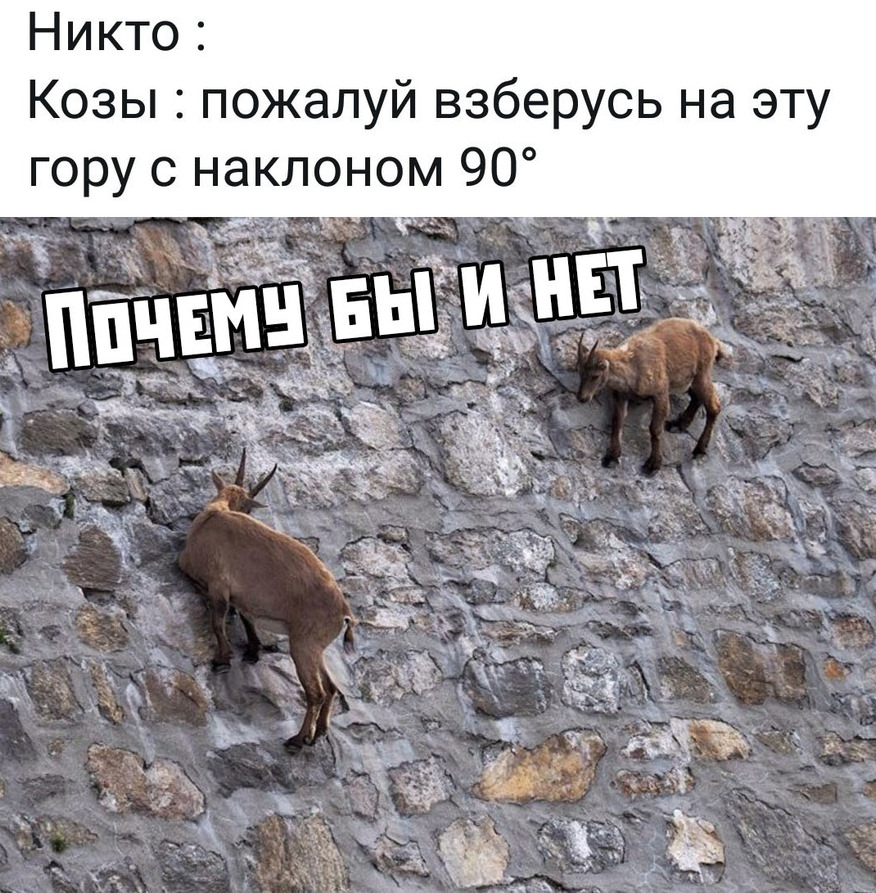 Юмор в картинках свежие смешные с надписями