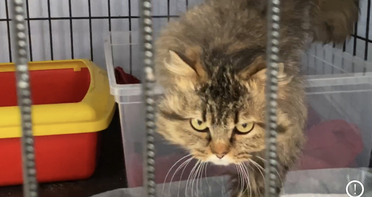 В тот вечер я как обычно пошла выносить мусор. На улице было совсем темно и вокруг ни души. Внезапно мне показалось, что рядом со мной кто-то  мяукнул.-11