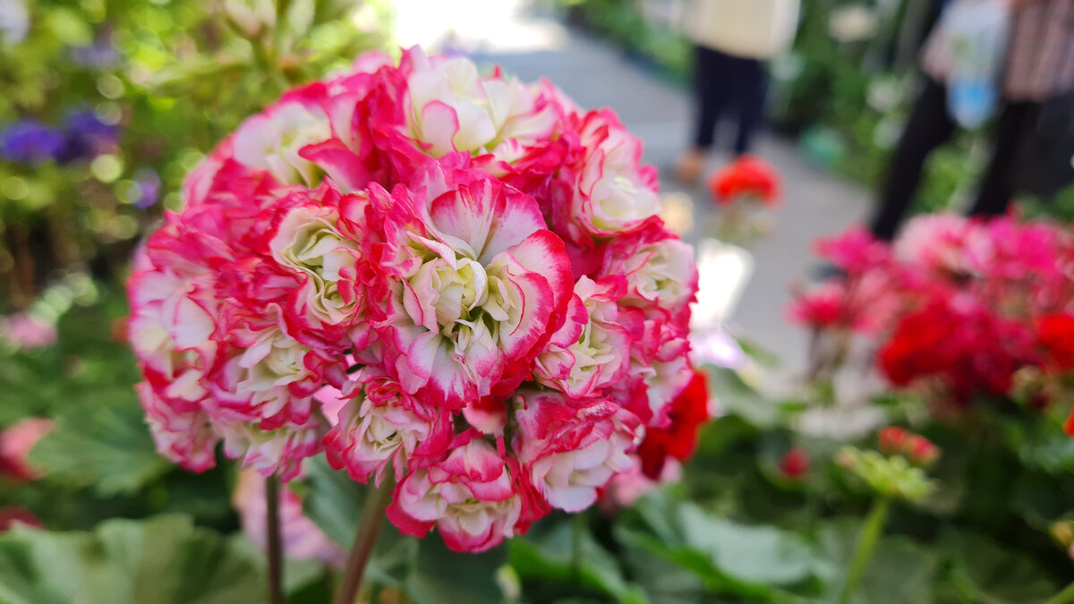 Розебудная пеларгония (герань) Apple Blossom Rozebood фото + описание
